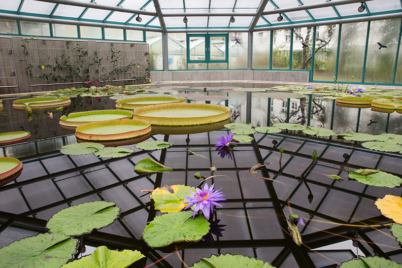 Pavilon leknínů Botanické zahrady Liberec 3